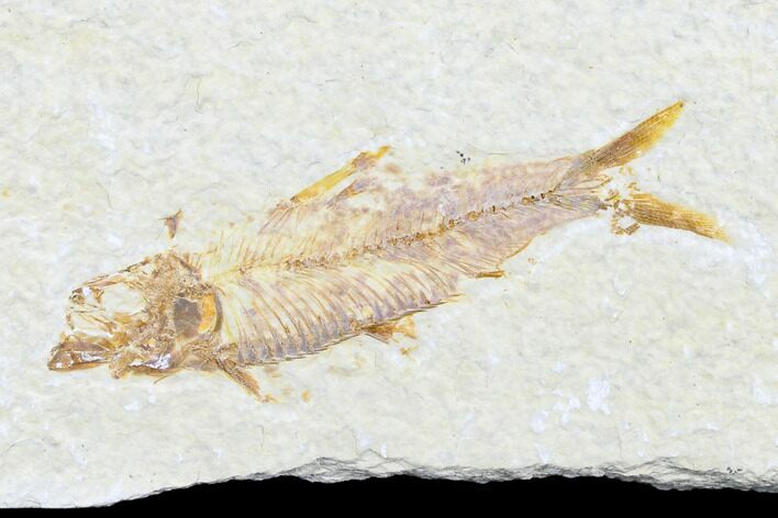 Detailed Fossil Fish (Knightia) - Wyoming #176379